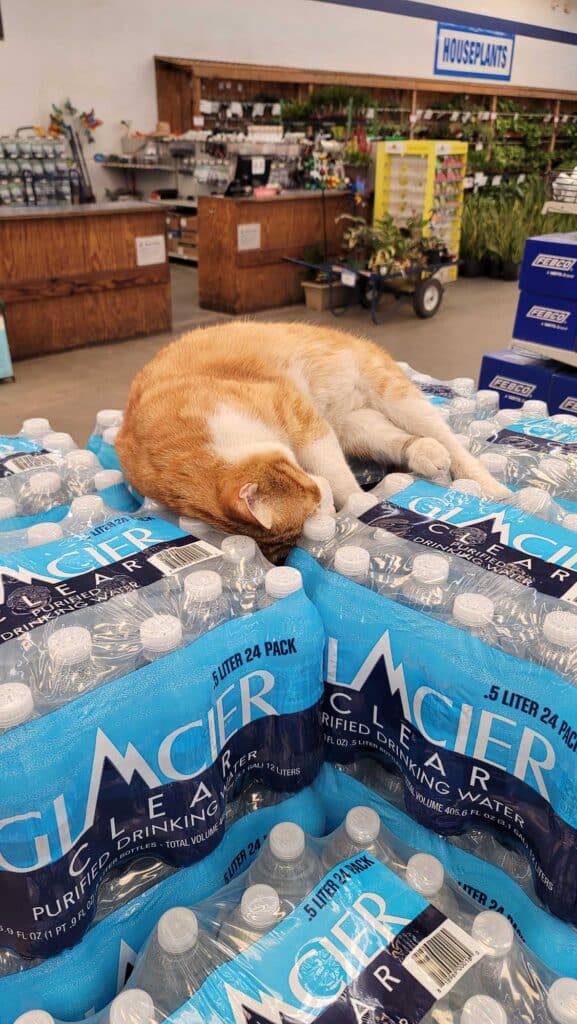 Star Nursery Cat