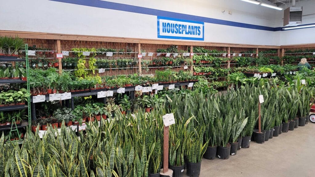 Star Nursery House Plants
