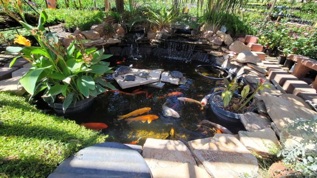 Star Nursery Koi