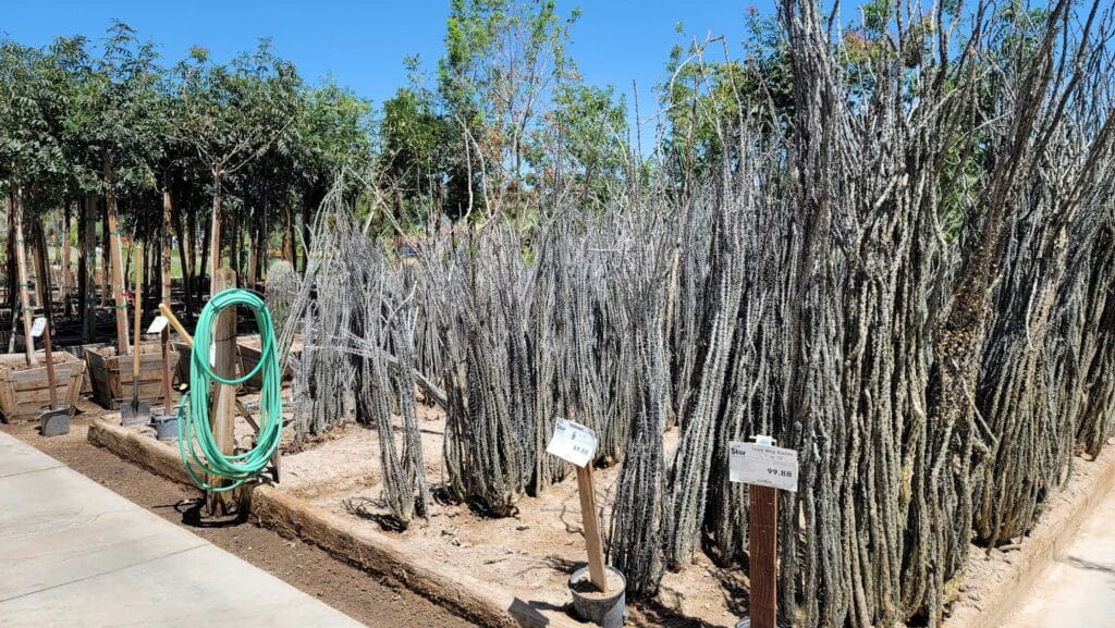 Star Nursery Ocatilla