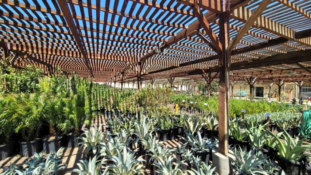 Star Nursery Plants