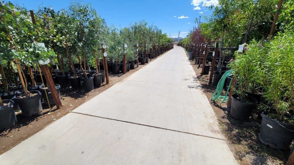 Star Nursery Trees