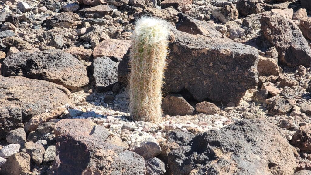 City View Trail Cactus