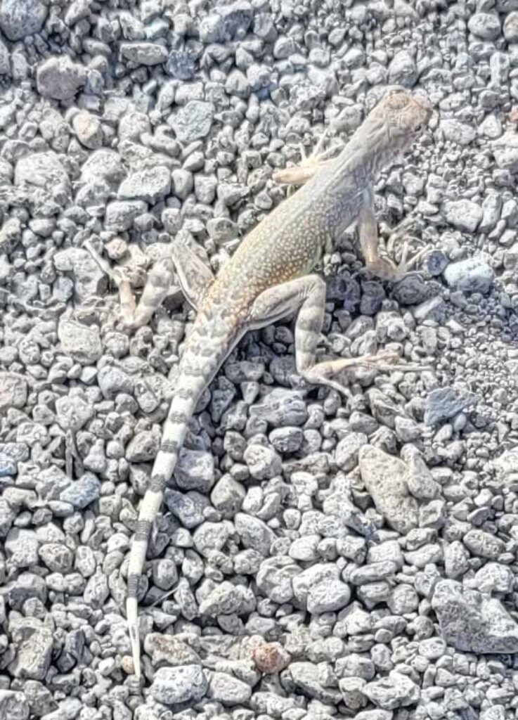 Lizard