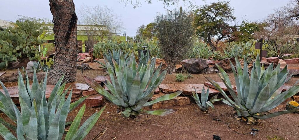 Agave