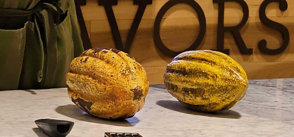 Cocoa Pod