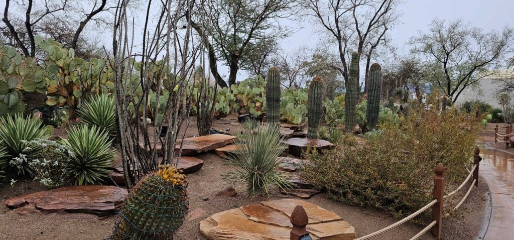 Ocotillo
