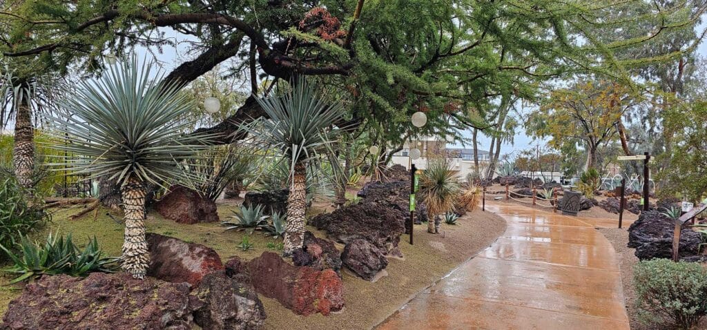 Palms