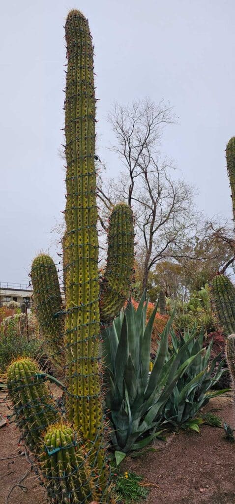 Saguaro