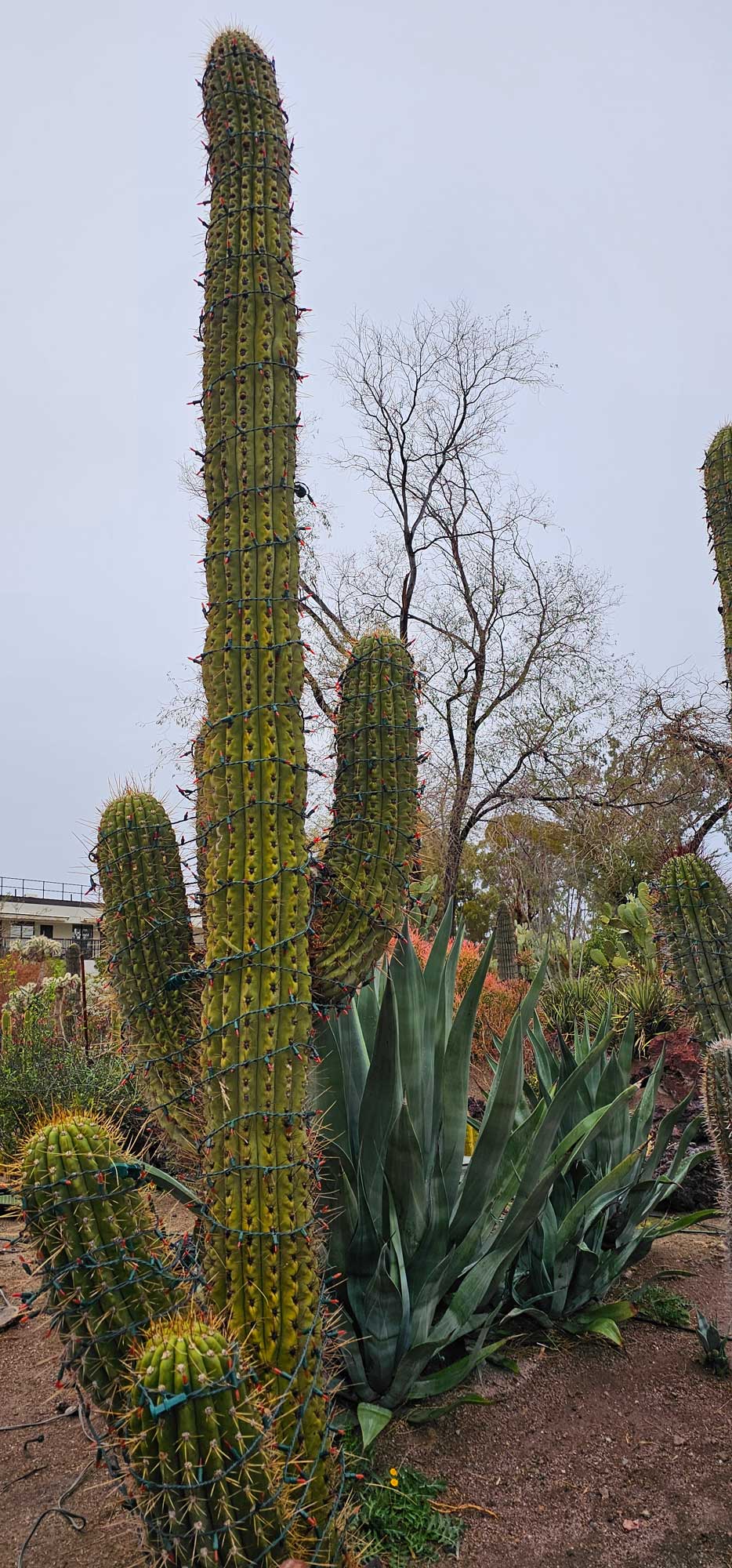 Ethel M Cactus Garden - LasVegasLocalsReviews.com