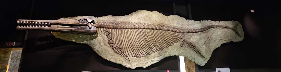 Fossilbb