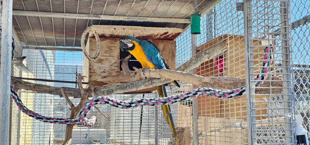 Bird Cage