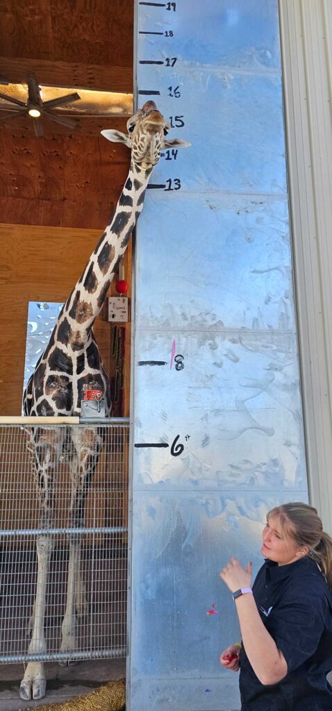 Height