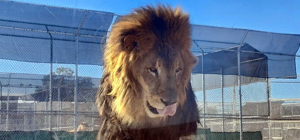 Lion Head