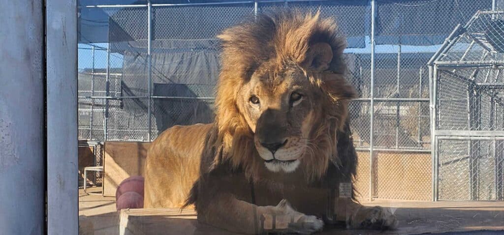 Lion Portrait