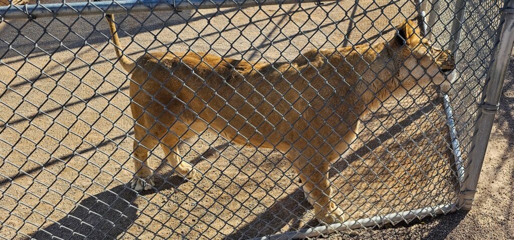Lioness