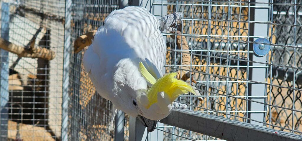 Parrot