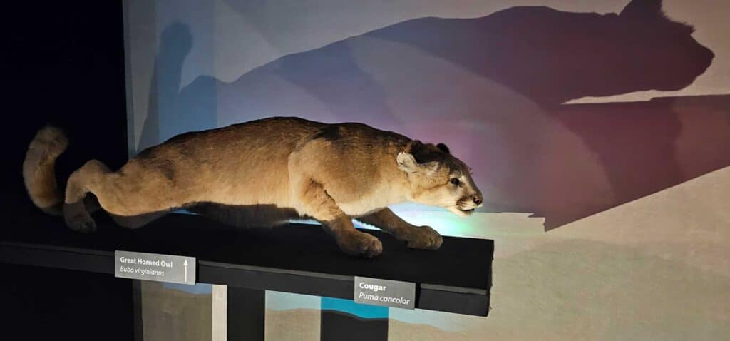 Cougar