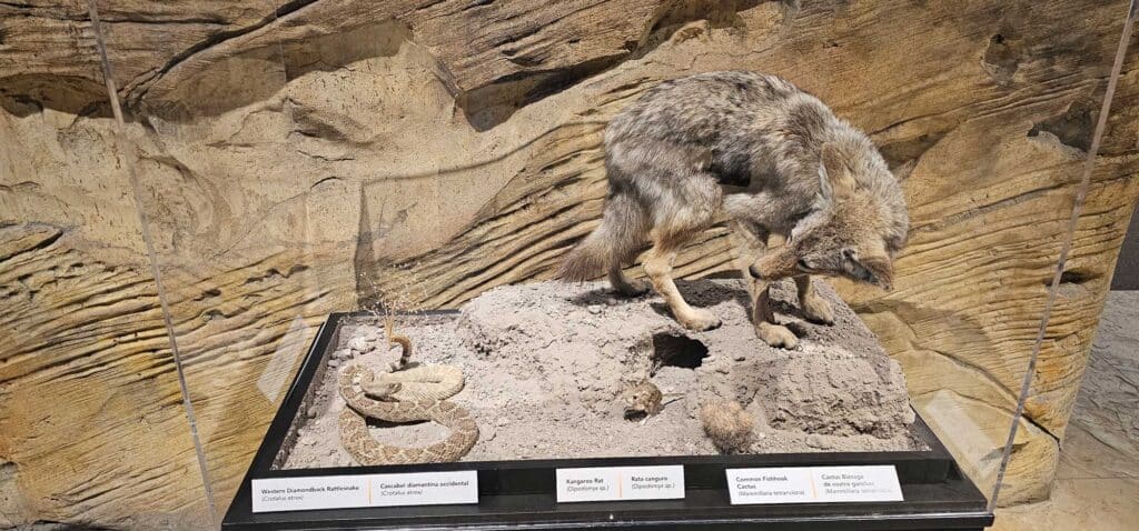 Coyote