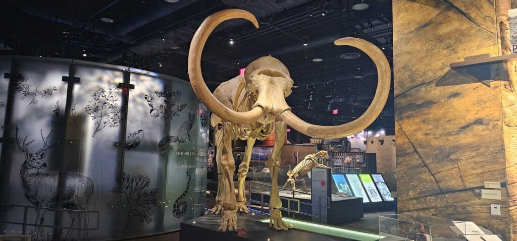 Mammoth
