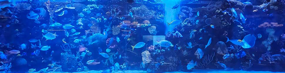 TMAquariumbb