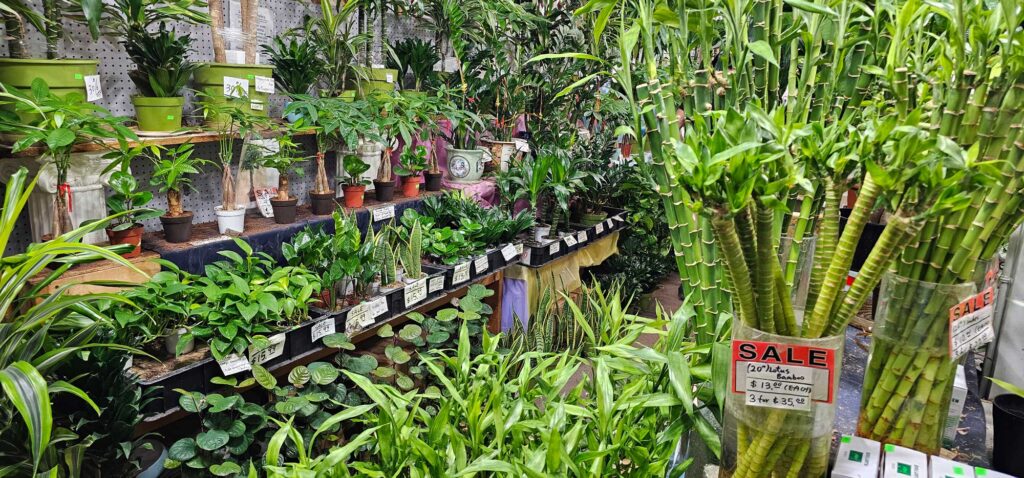 Plants