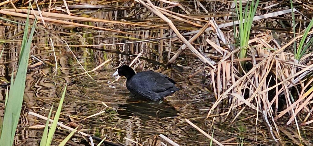 American Coot