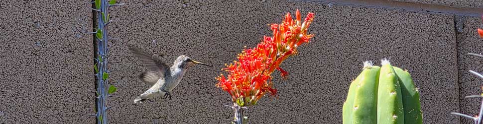HummingbirdFlowerbb